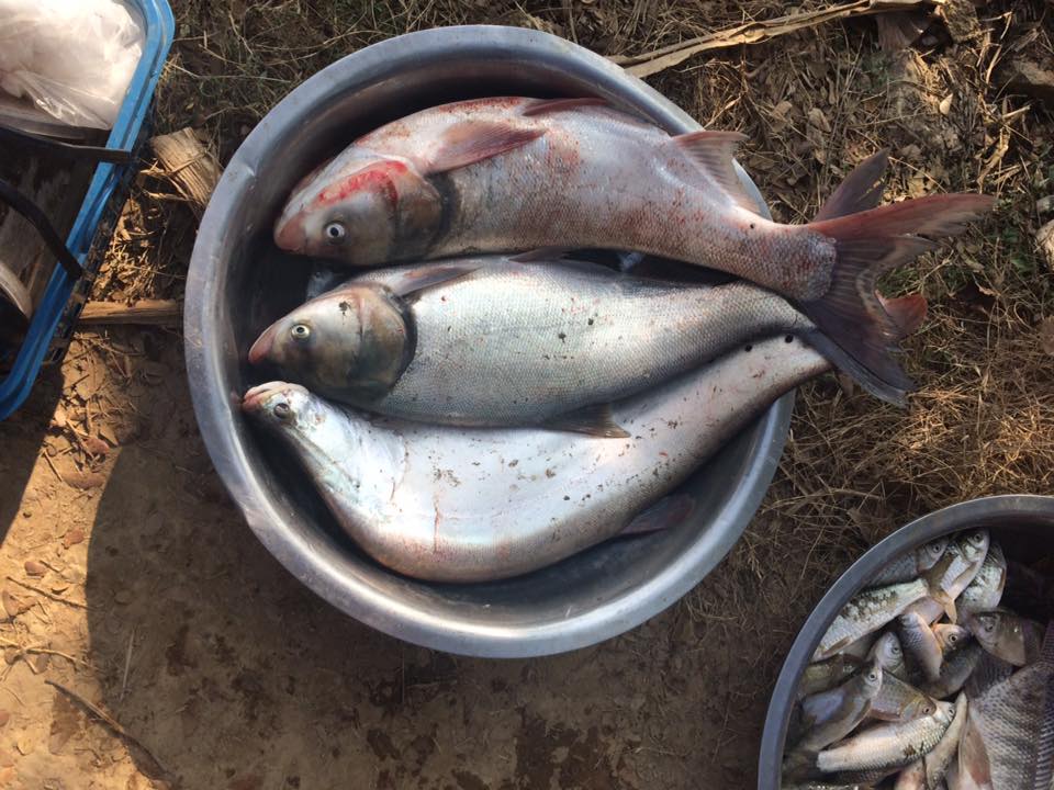 ปลาในแม่น้ำอิงที่ชุมชนจับได้ตลอดปี 