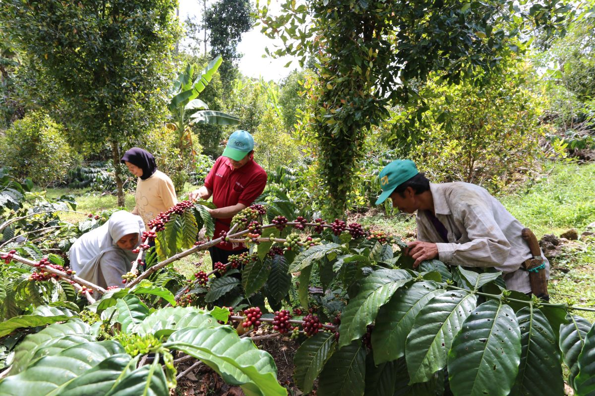 Coffee production in AkarTani, Indonesia