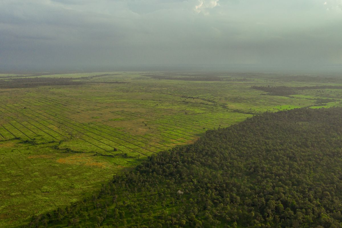 Bird's view of O Taneung Community Forest. There is a dramatic change in the landscape once the restored community forest ends in Kbal Damrey Commune, Kratie Province, 24 August 2020.