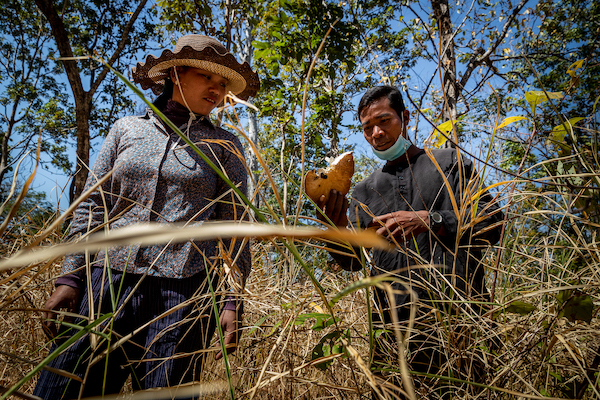 Contributions of community forestry to COVID-19 response and recovery 