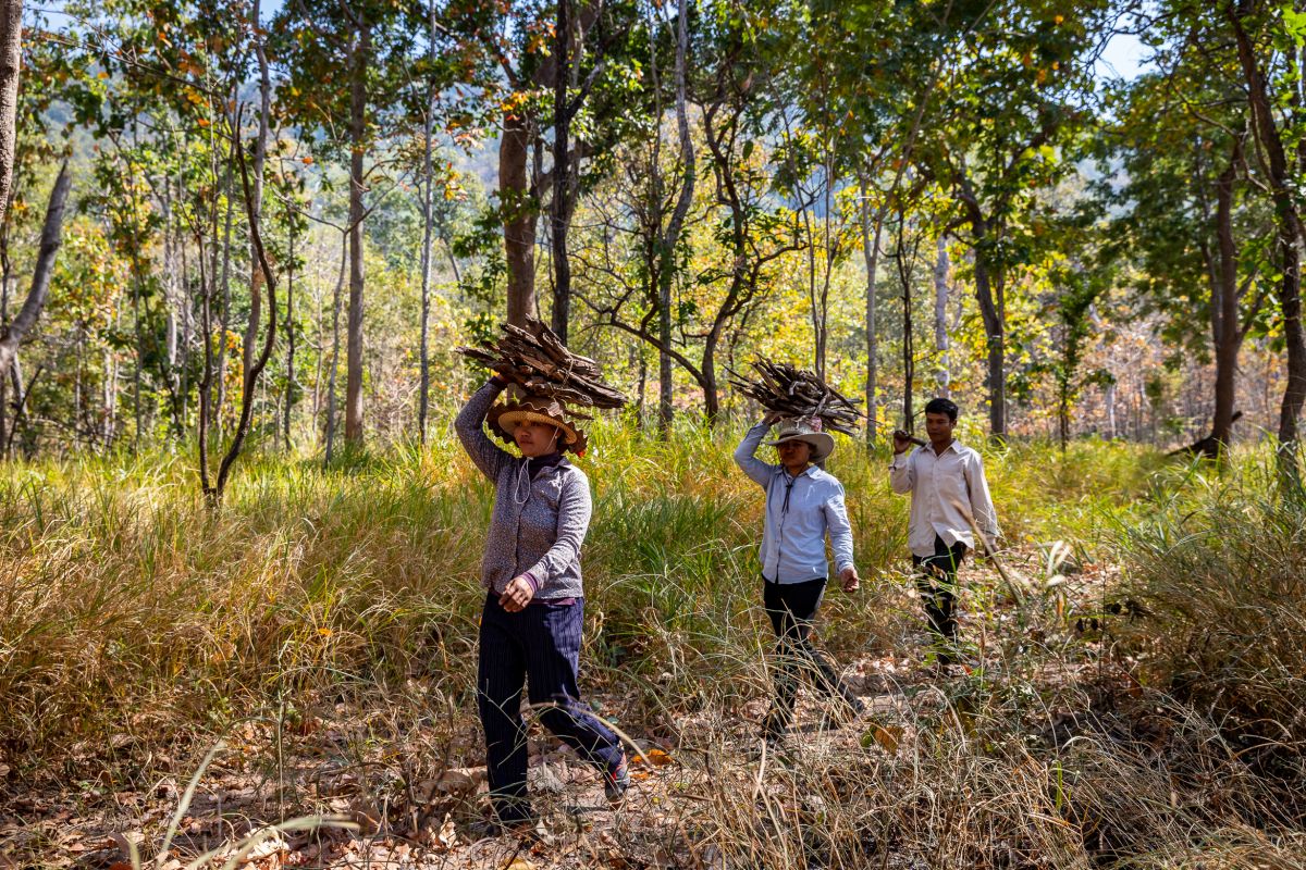 Community forest user group collect non-timber forest products