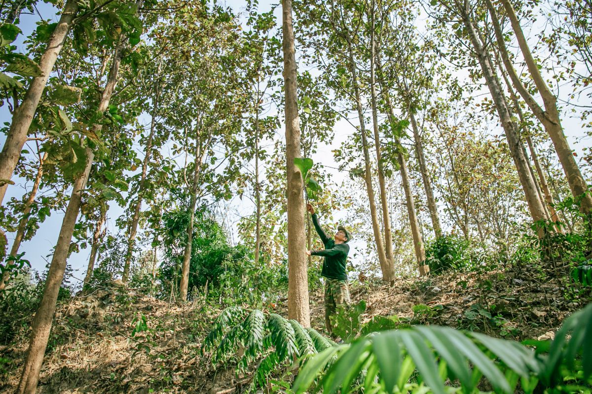  Lao farmer maintains teak plantation plot. Photo by RECOFTC