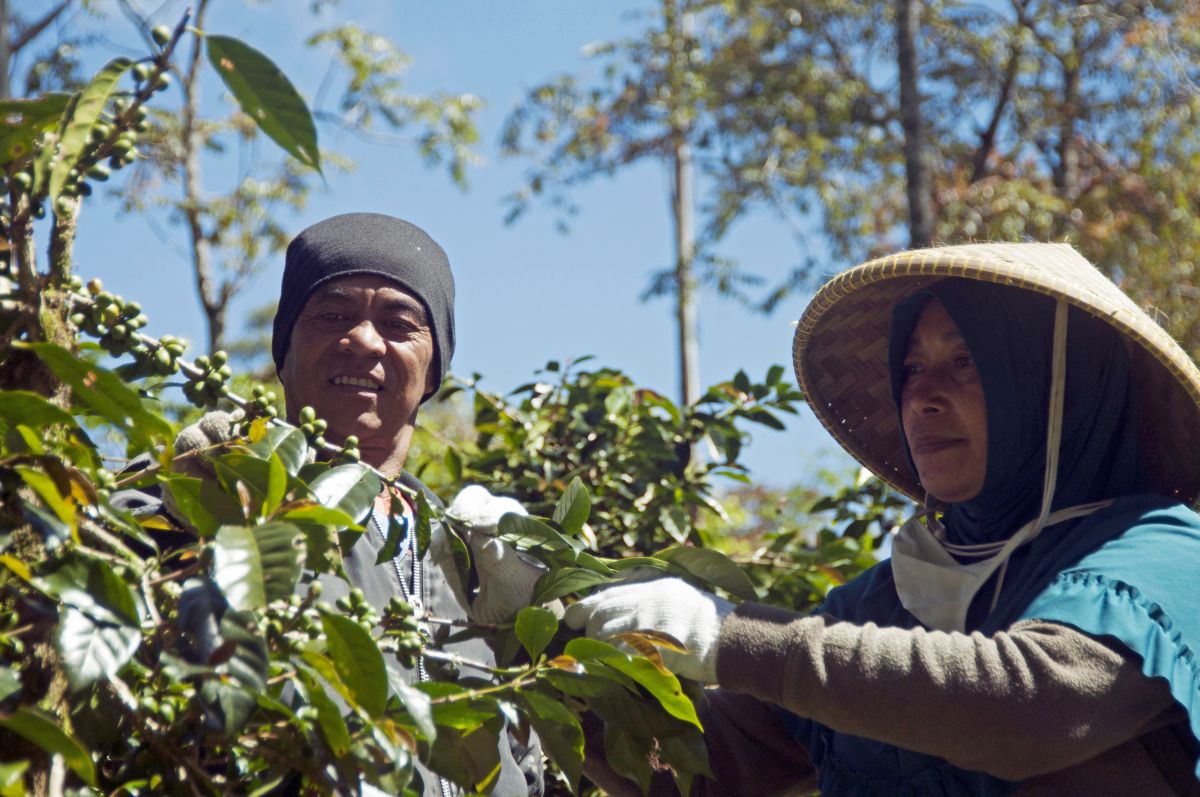 Local communities harvest coffee in Indonesia
