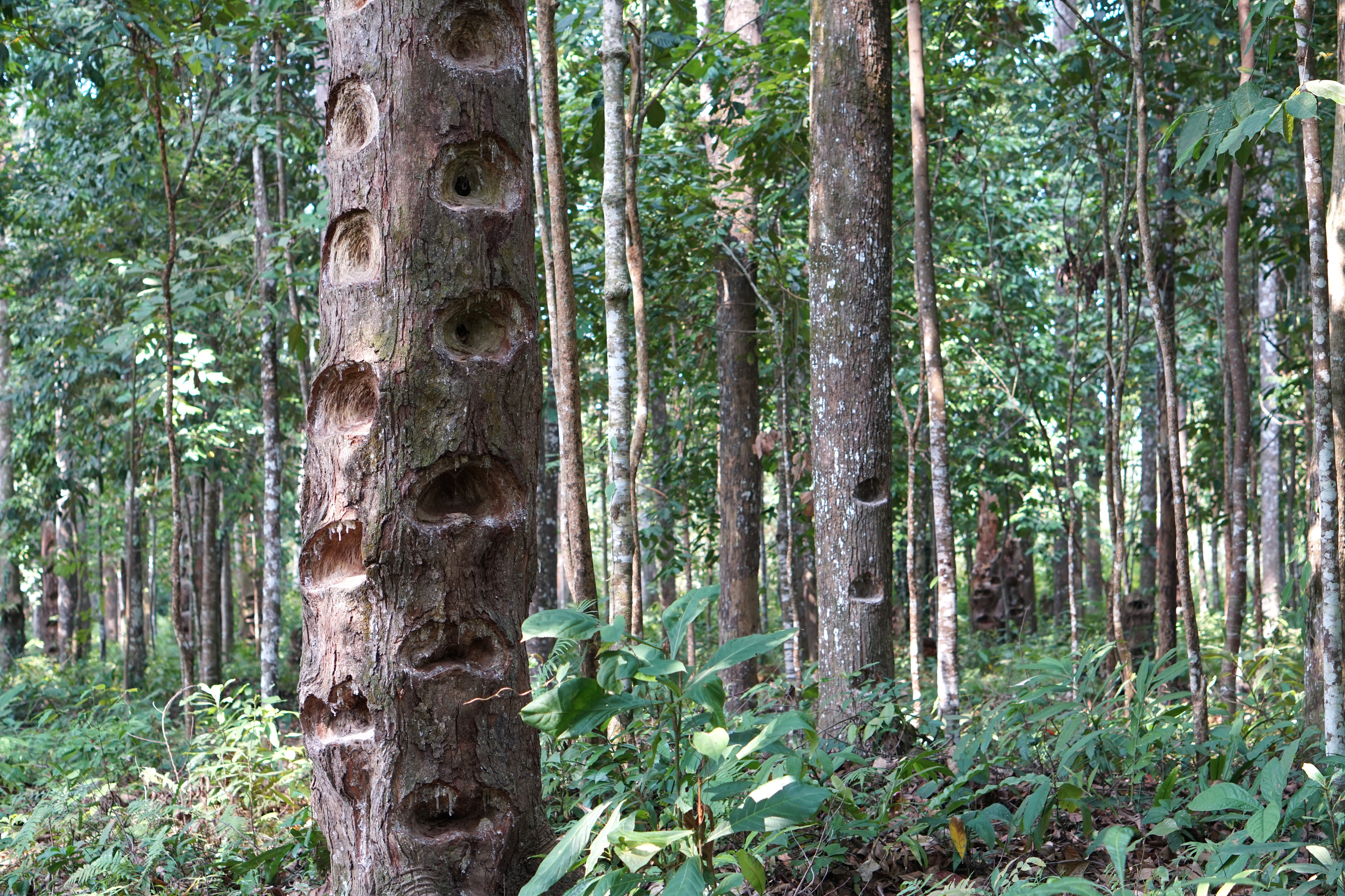 Hutan damar di Krui, Indonesia.