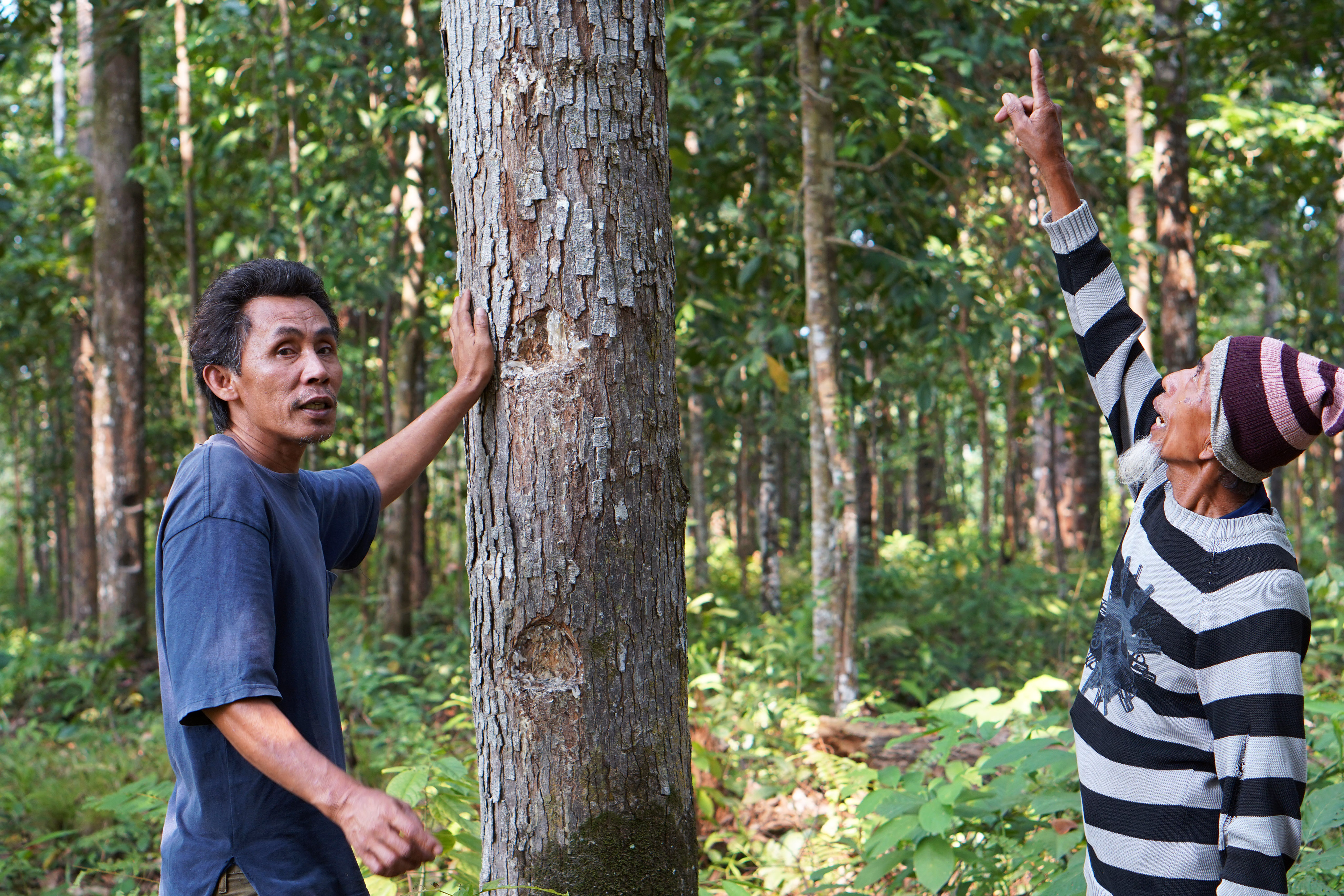 Local farmers from Malaya village collect sap from dammar forests for their family's livelihood.