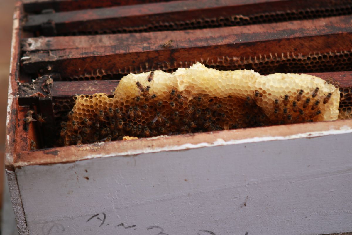 Bee Hive in Bishnupur CFUG