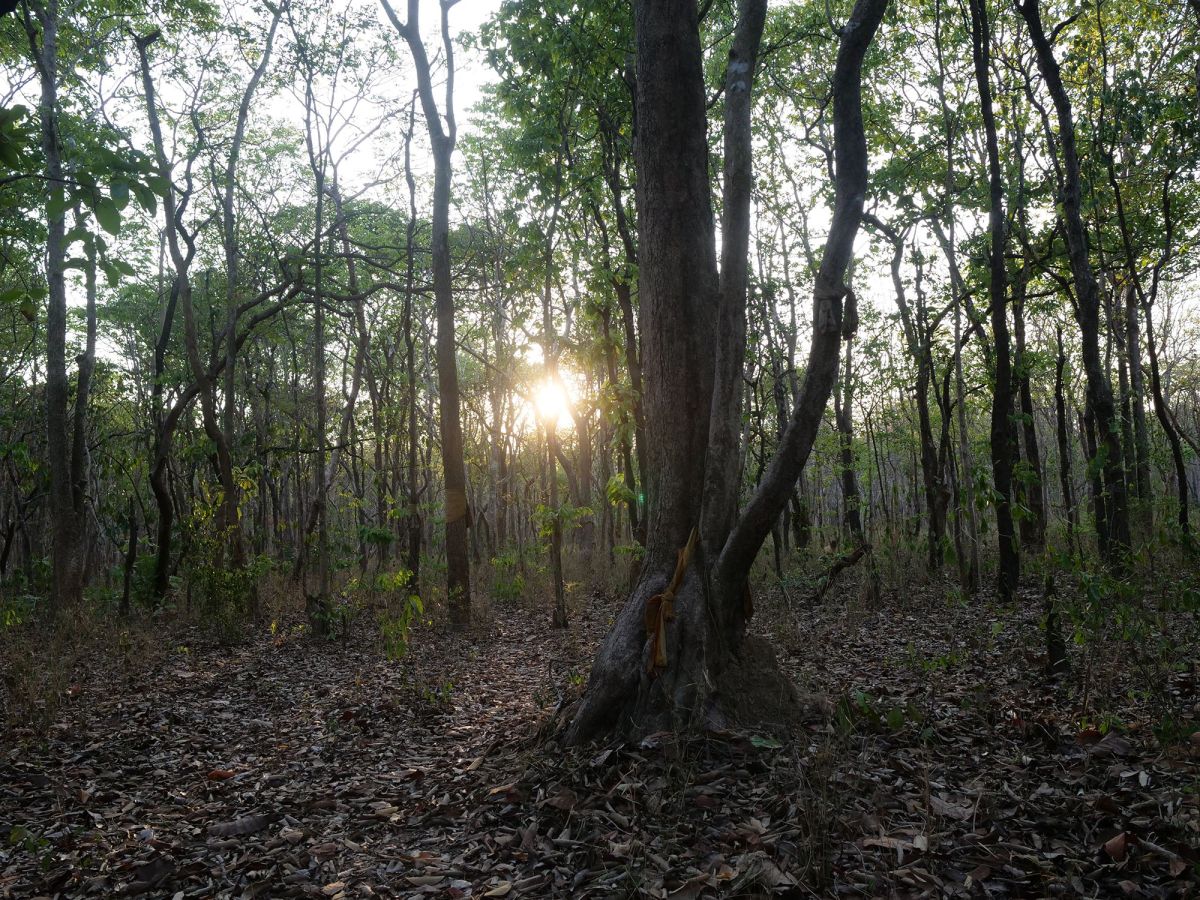 Ban Prao community forest in Sa Kaeo province is home to many plants that local people rely on for sustenance. As part of their community forest management plan, they are developing a nature trail where visitors can learn more about their local climate initiative.