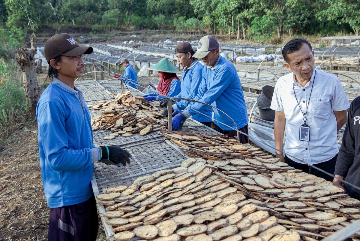 Community members laying sliced konjac bulbs out to dry at a village cooperative in East Java, Indonesia. 