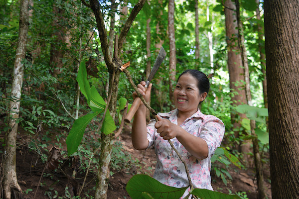 Forest landscape restoration guide