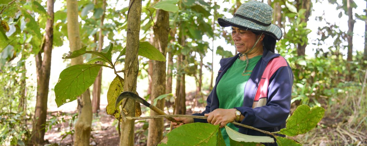 Teak farmer Khampy Phetlangsy harvests teak from her plantation in Nakong Village, Xayaboury. Smallholder teak plantations are vital for local livelihoods and to meet the country’s National Determined Contributions (NDCs). Xayaboury, Lao PDR, June 2019.