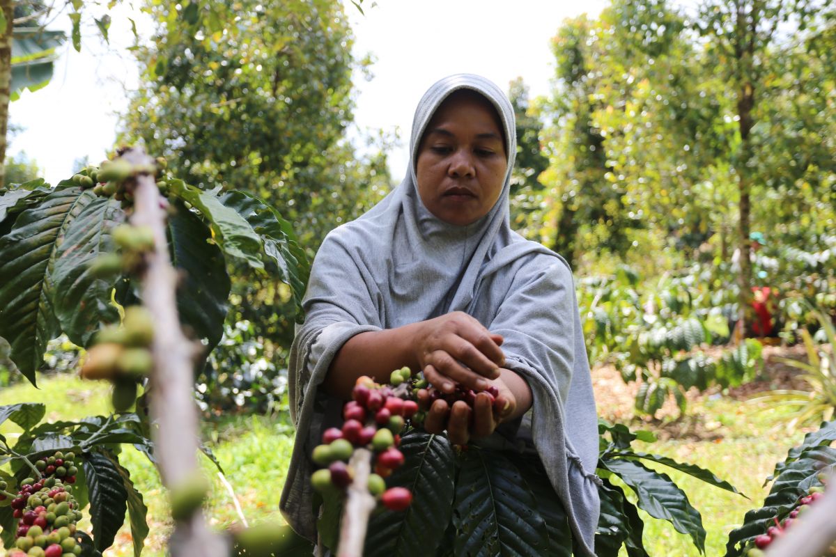 Women harvests coffee