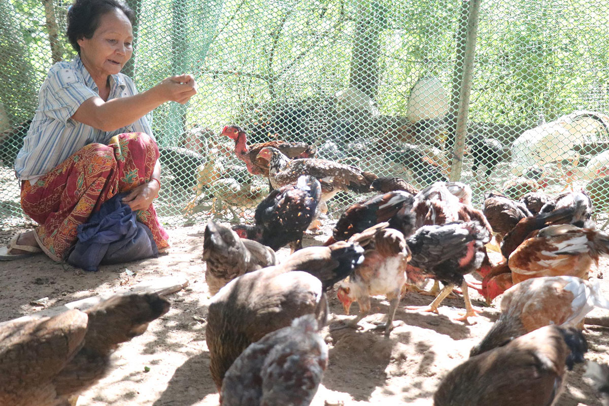 Women feeding chicken