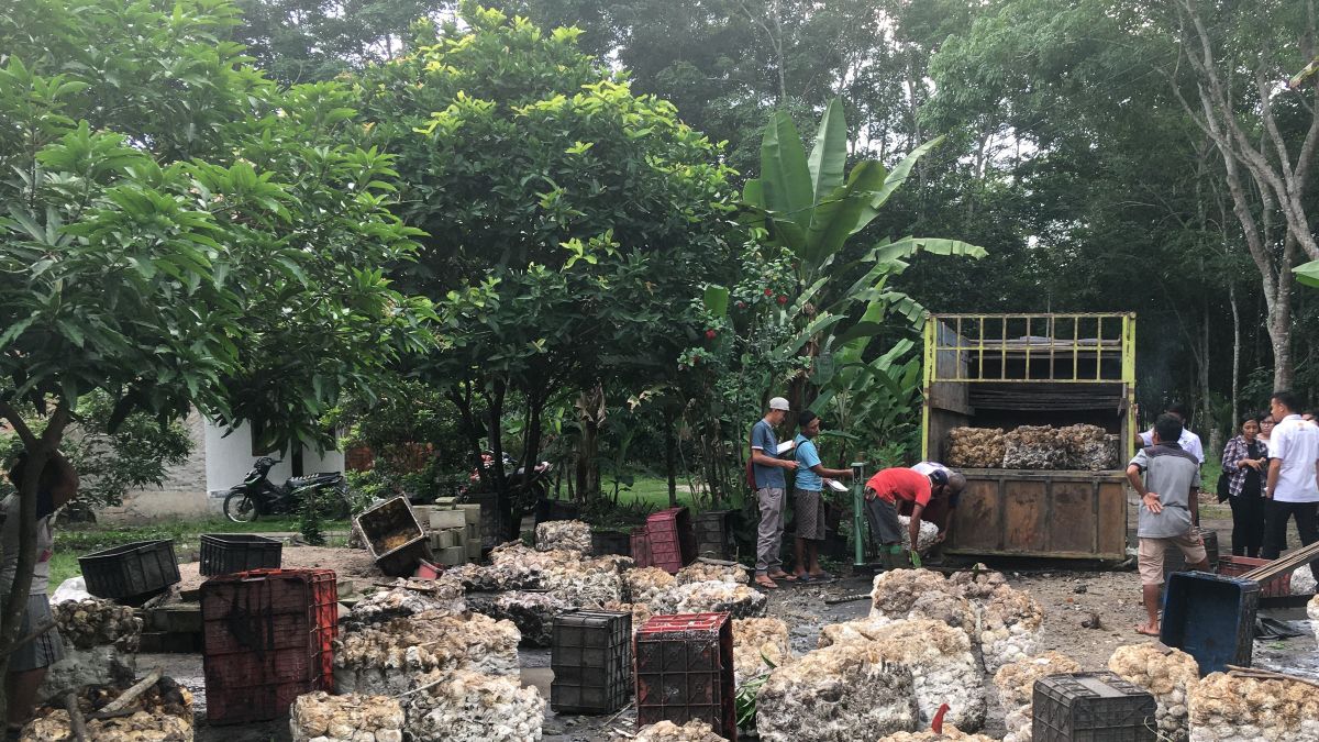 Indonesia: Community plantation forests