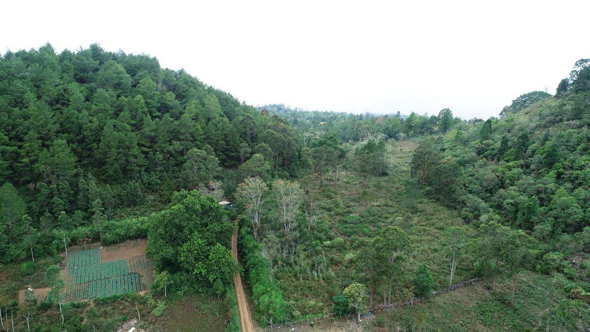 Indonesia: Village forests