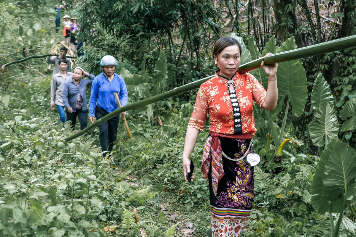 harvesting lung bamboo