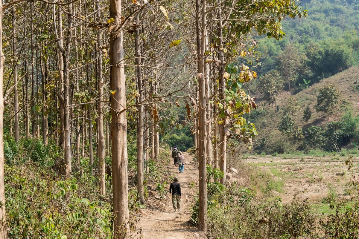 Lao PDR: Village forestry 