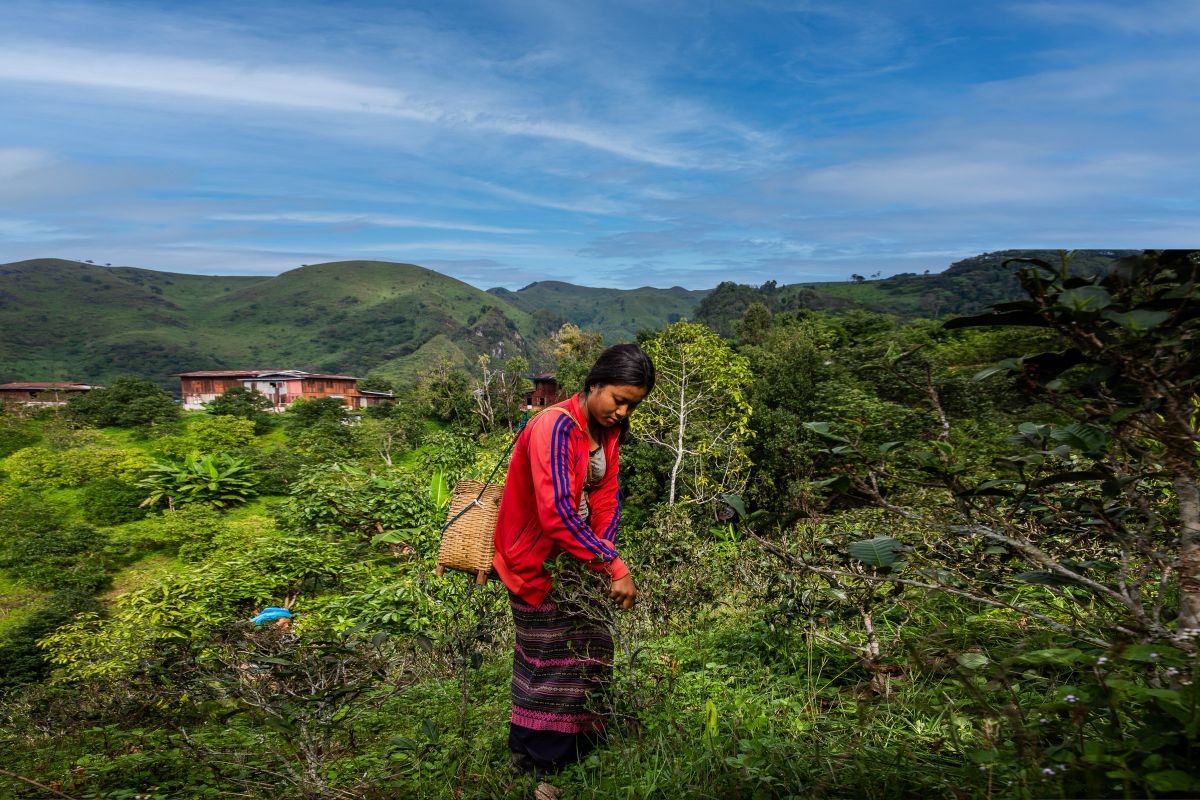 Myanmar: Community forestry 
