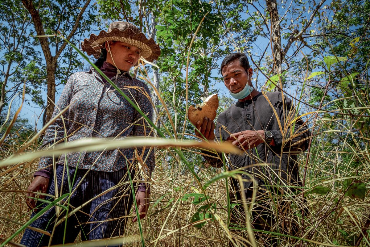 Community forest member Chea Sareth and community forestry chief Ton Mean collect mushroom, Trapang Tortim village, Romtom Commune, Rovieng District, Preah Vihear Province