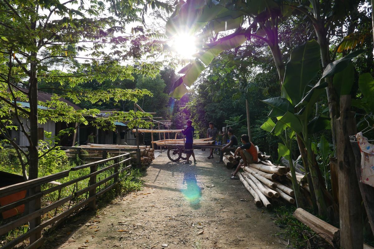 Viet Nam: Community-based forest management 