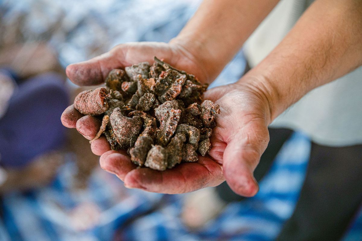 Upturned palms of a villager hold lychee twigs coated with the resinous deposits of lac insects. 