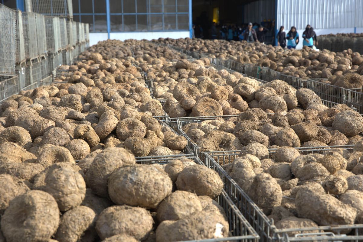 Konjac corms, ready for processing at a factory in Madiun, East Java 