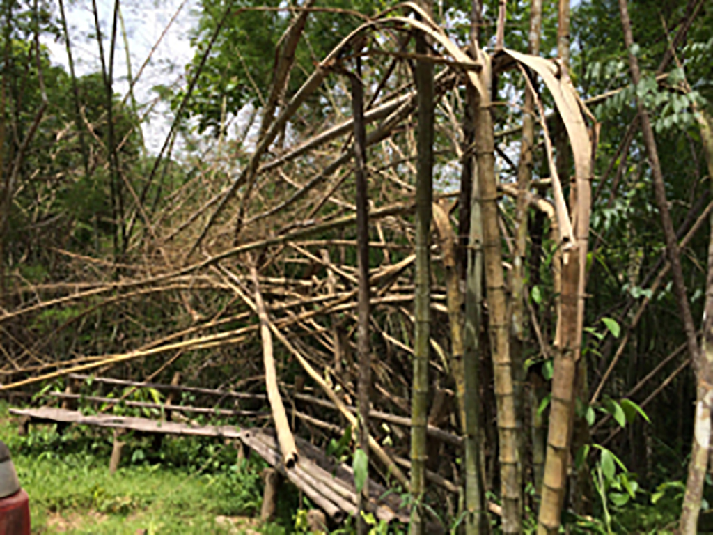 Dead bamboo which fuels forest fires