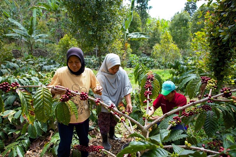 Petani kopi di Desa Pattaneteang sedang panen. Foto: @RECOFTC
