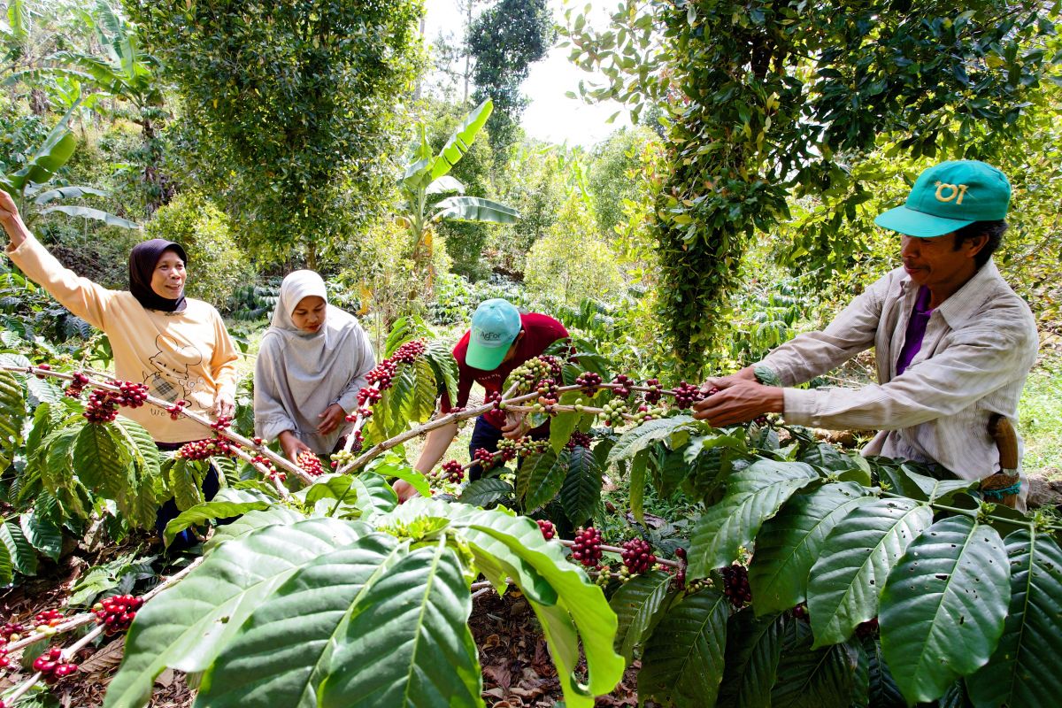 Akar Tani Cooperative works with farmers in Bantaeng District, South Sulawesi, to harvest and sell high quality coffee using agroforestry models. 