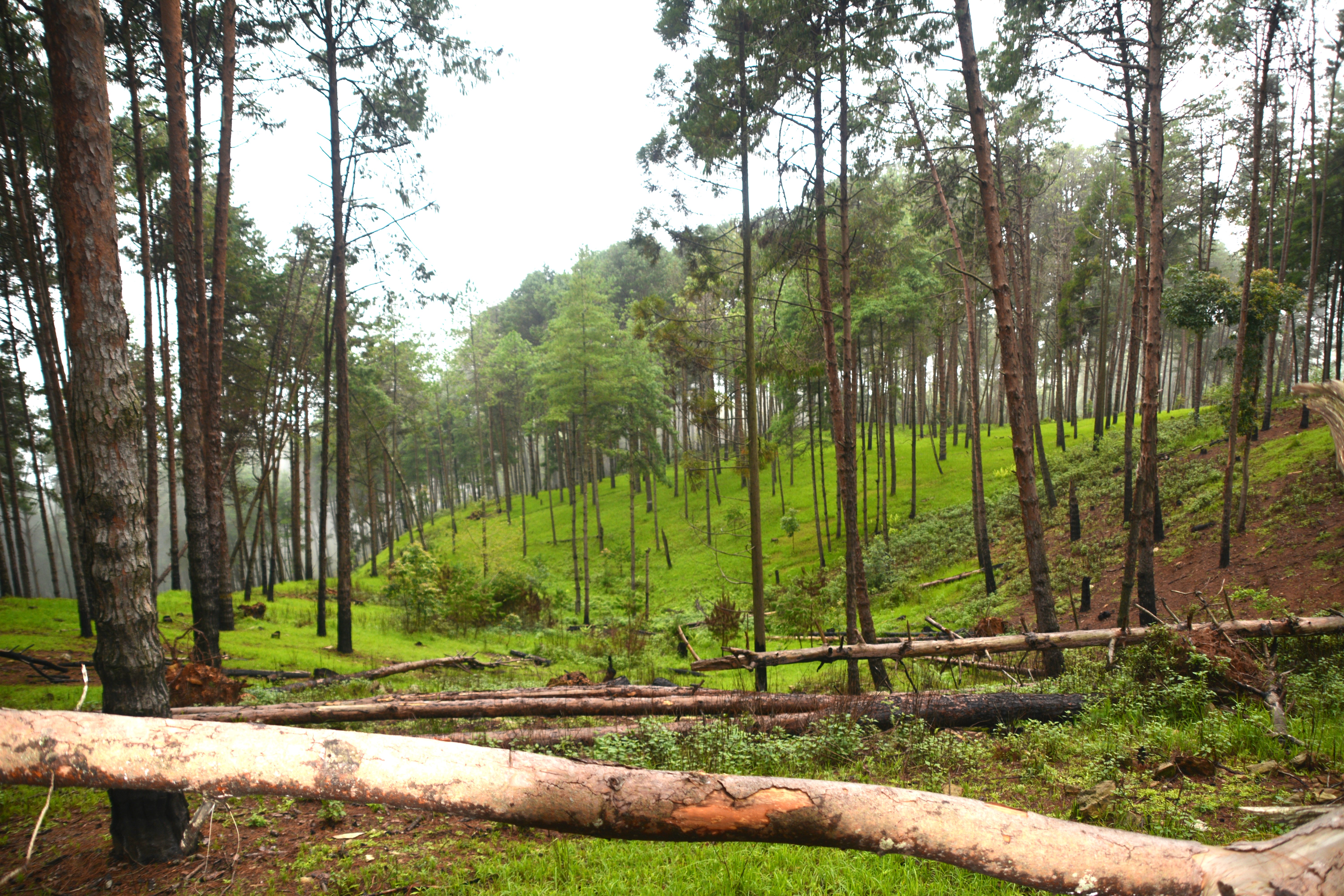 Damage caused by a windstorm in Rachama Community Forest, Nepal