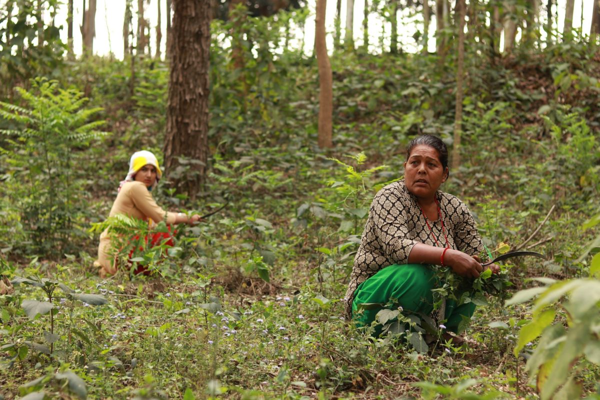 RECOFTC's work in Nepal spans three decades of cultivating partnerships in community forestry and decentralized forest management.