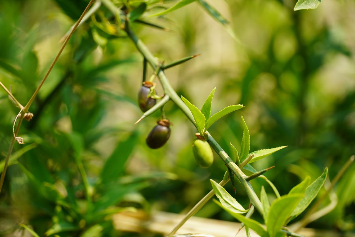 Seeds of the Himalayan wild cherry or ‘dhatelo’ (Prinsepia utilis) plant. Photo by RECOFTC.