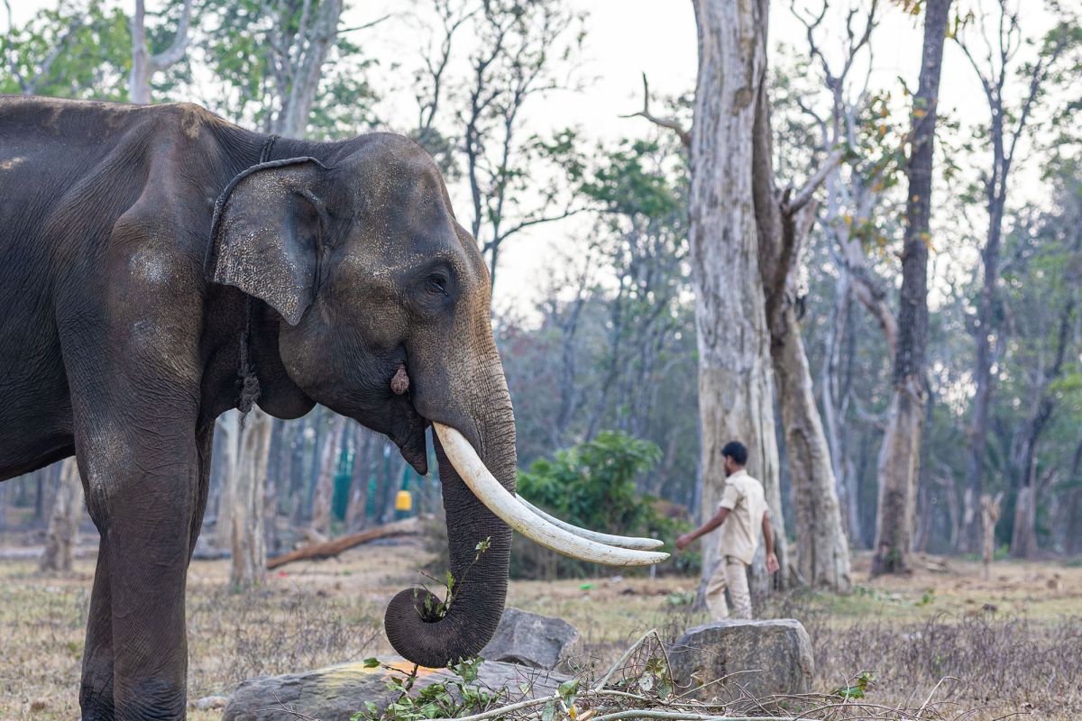 A tusked Asian elephant in the foreground; a man waking amidst tall trees in the background; both facing opposite directions.