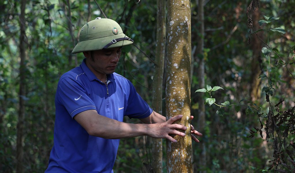 Man measures tree