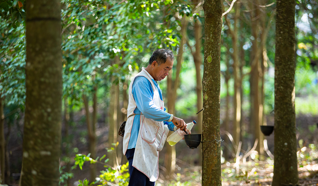 Man checks on tree