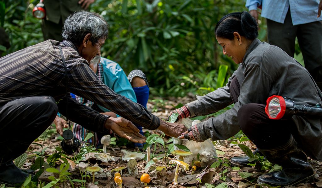 people picking non-timber forest products