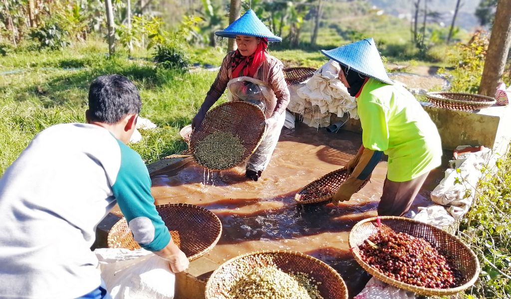 Beberapa petani kopi mencuci biji kopi hasil dari kebunnya di Jawa Barat, Indonesia. Foto: ©RECOFTC Indonesia