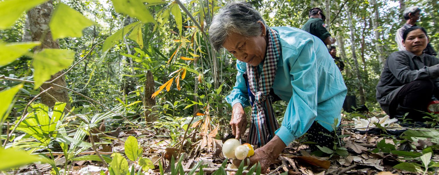 Thbong Domrey community member picks mushrooms in the community forest. Mushrooms are one of many non-timber forest products that community members harvest to supplement local livelihoods. Thbong Domrey, Kampong Thom, Cambodia, 2019.