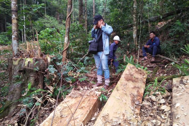 Man looks at evidence of illegal logging