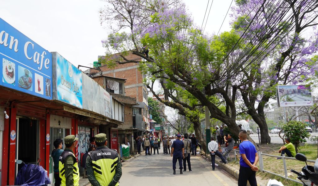 Trained personnel cutting down overgrown branches of a Jacaranda tree at Lalitpur, Nepal