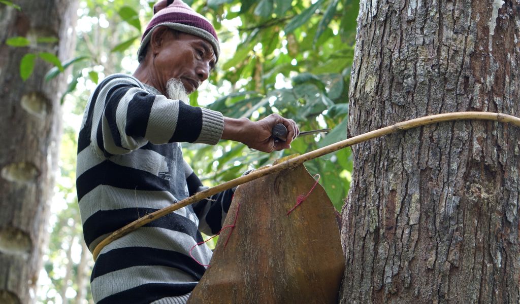 A 73-year-old farmer, H. Rosyid from Malaya village, still actively climbs dammar trees to collect the sap and sell it for his family's livelihood. Photo by RECOFTC.