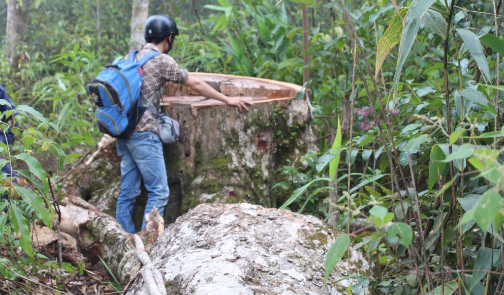 Man looks at evidence of illegal logging