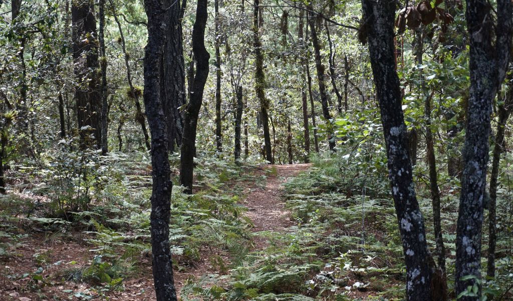 Community-managed forests in Oaxaca, Mexico engage local communities and utilize their Indigenous knowledge and investment in the land. Photo by Reem Hajjar, OSU- DISES