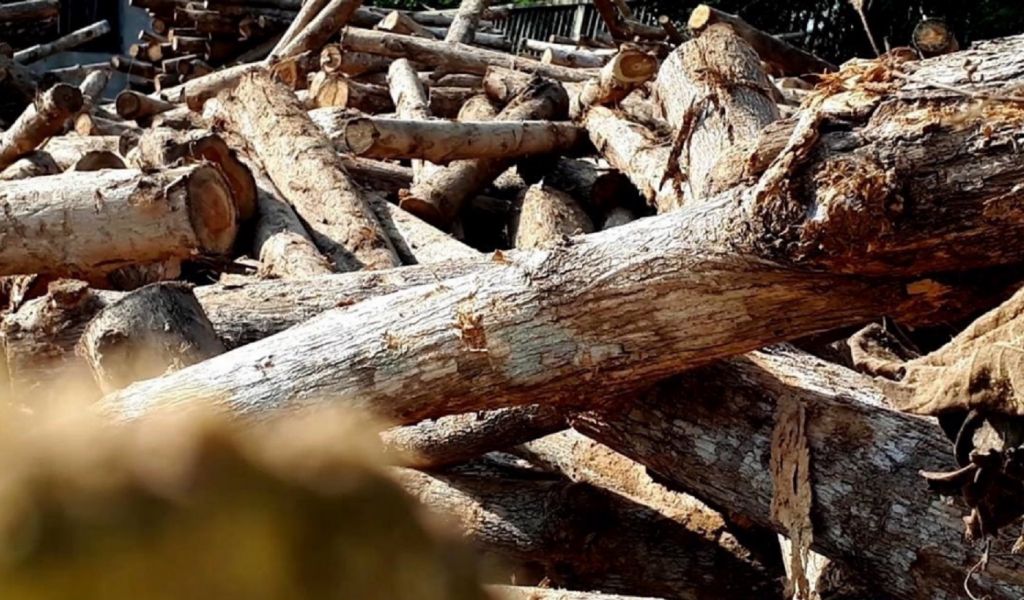 SPECIAL REPORT: EU-driven Timber Certification Raises Hopes For Sustain ...