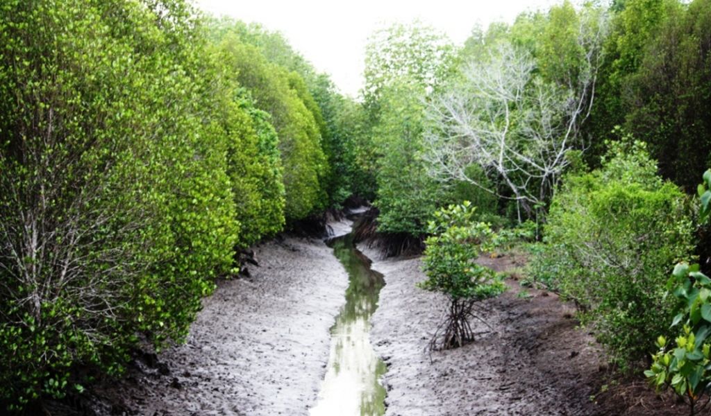 Mangroves under Pressure: Forgotten Wetlands in the Changing Climate  