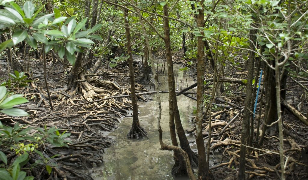 Mangrove forest in Pred Nai, Thailand