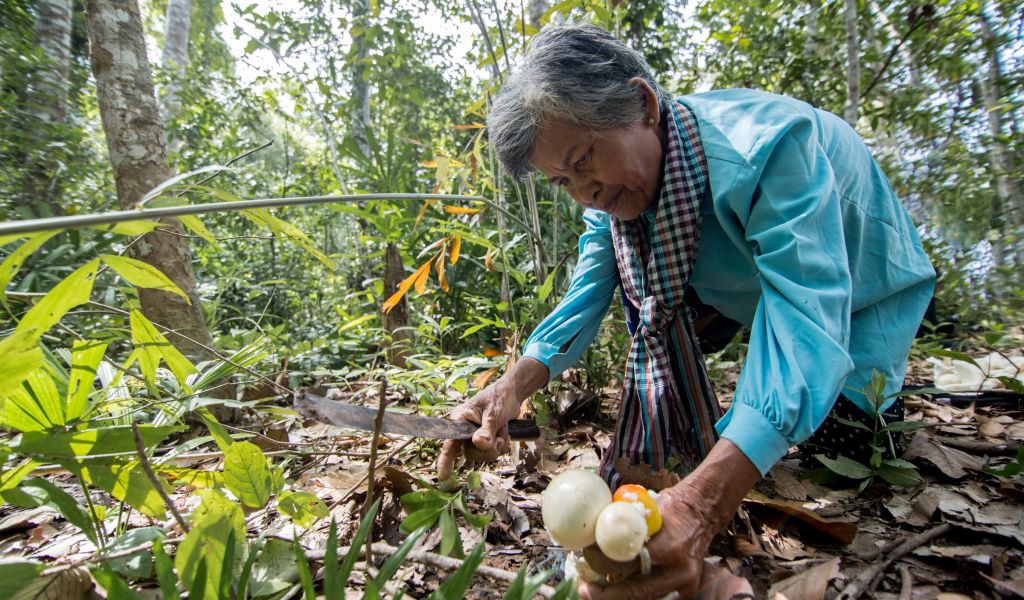 Community-led credit scheme in Cambodia opens space for women to participate in forest governance, protecting the forest and stopping illegal logging