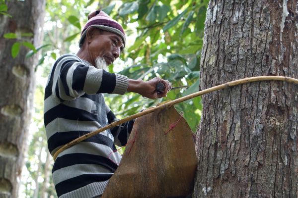 A 73-year-old farmer, H. Rosyid from Malaya village, still actively climbs dammar trees to collect the sap and sell it for his family's livelihood. Photo by RECOFTC.