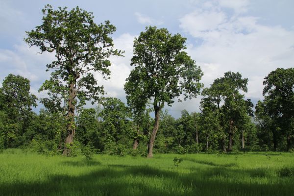 Chisapani Community Forest, Bardaghat