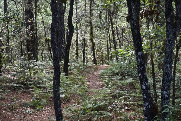 Community-managed forests in Oaxaca, Mexico engage local communities and utilize their Indigenous knowledge and investment in the land. Photo by Reem Hajjar, OSU- DISES