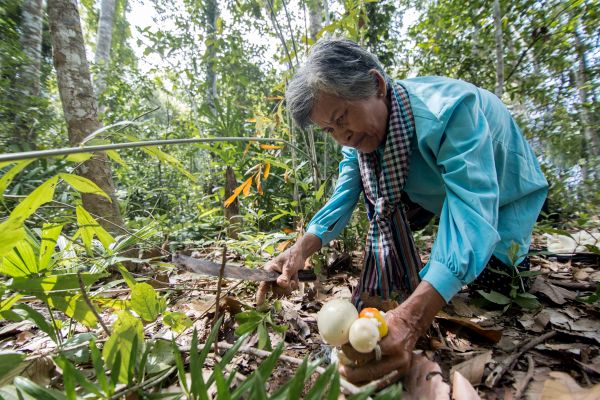 Community-led credit scheme in Cambodia opens space for women to participate in forest governance, protecting the forest and stopping illegal logging